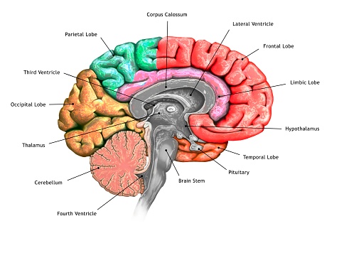 childhood trauma brain damage