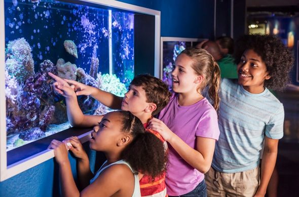 free-choice science learning