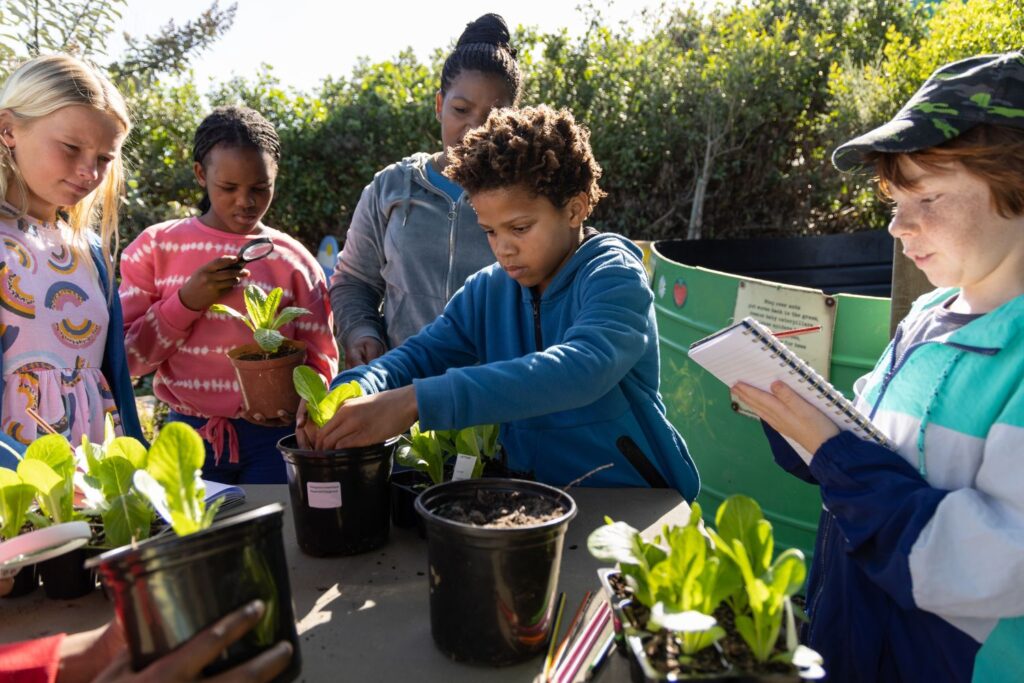 Learning about plants Students outside planting lettuce leaves in pots