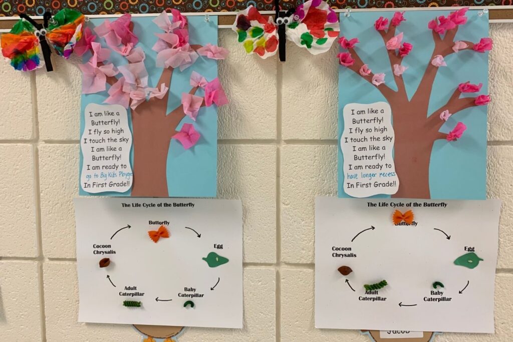 Student project with the butterfly life cycle, a blossoming tree made of tissue paper, and a write-up about what to look forward to for next year