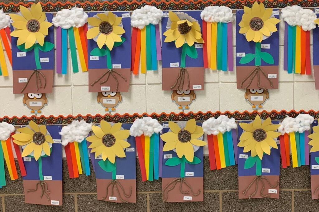 Student projects of sunflowers and roots