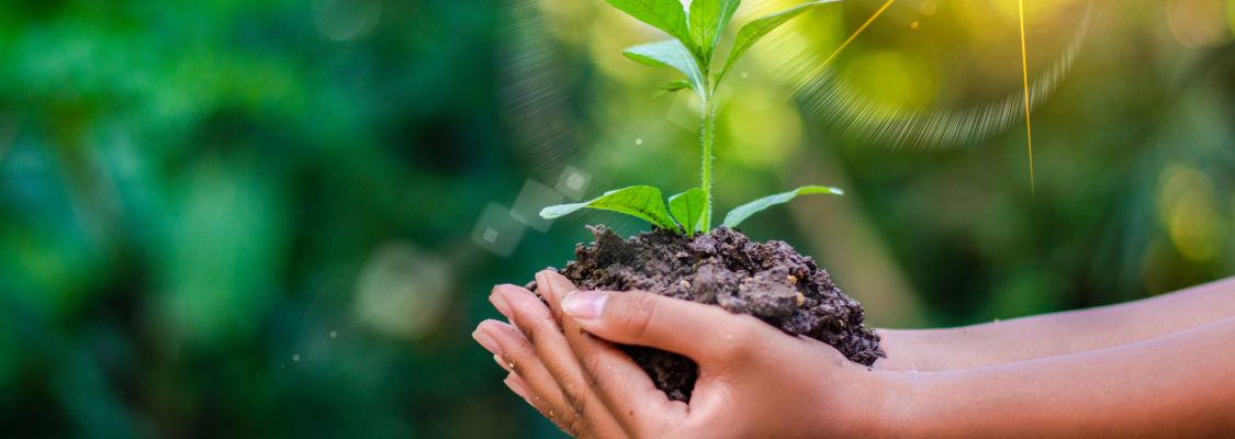 Planting to support sustainable development goals Person holding a plant as part of environmental science study